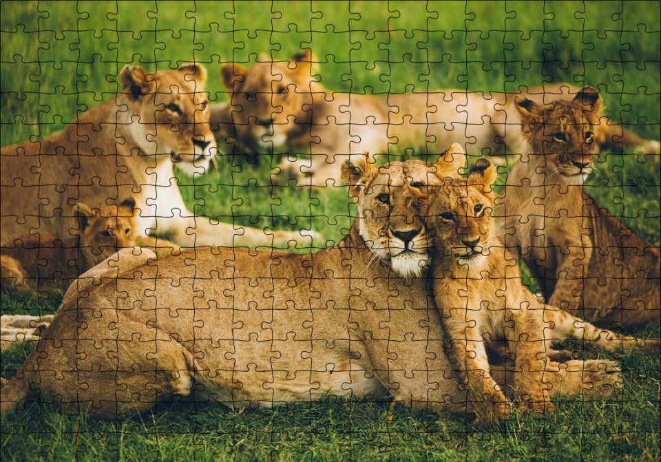 Çayırda Dişi Aslanlar ve Yavruları Puzzle Yapboz MDF Ahşap 255 Parça 34 cm X 49 cm