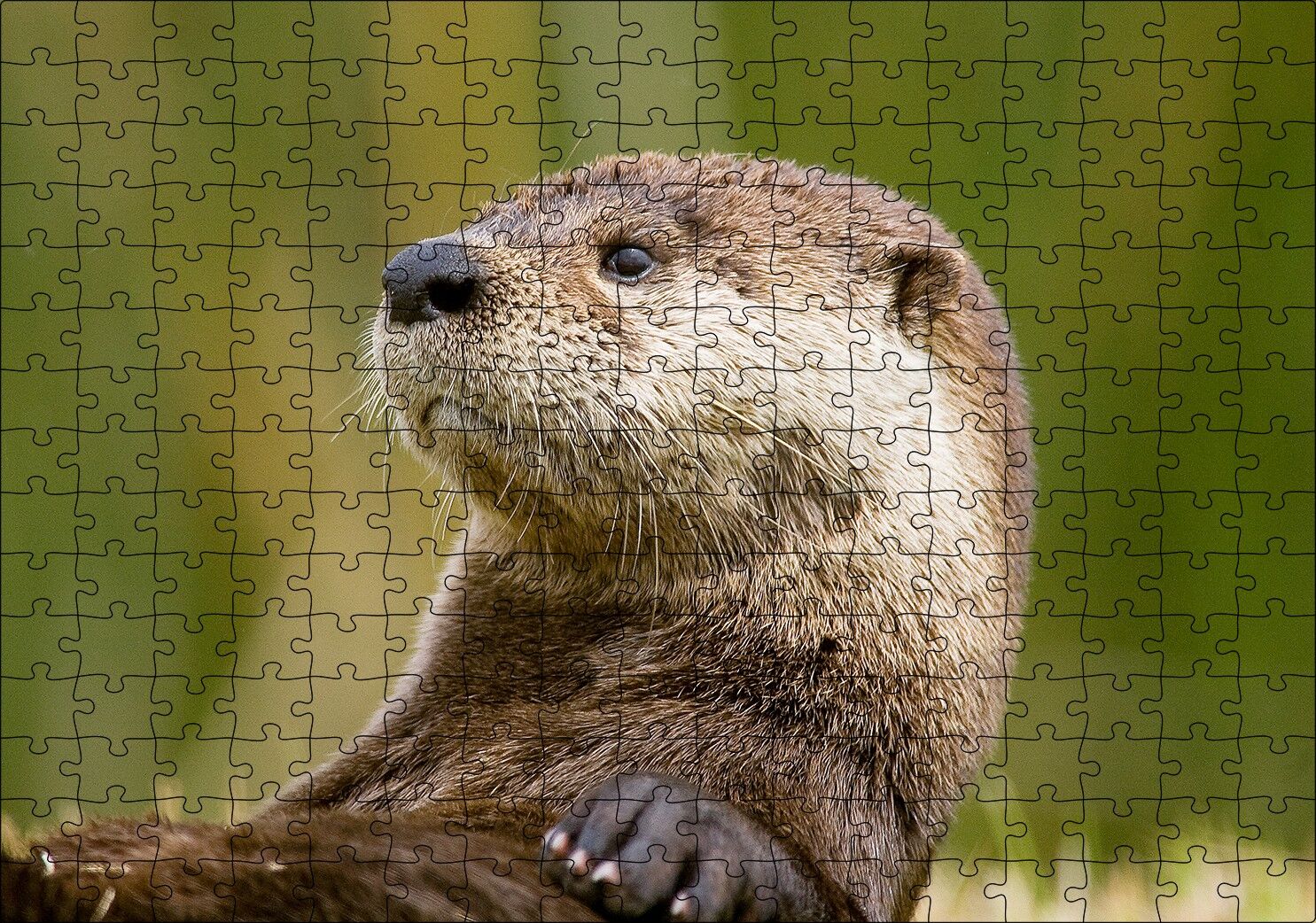 Su Samuru Yakın Plan Puzzle Yapboz MDF Ahşap 255 Parça 34 cm X 49 cm