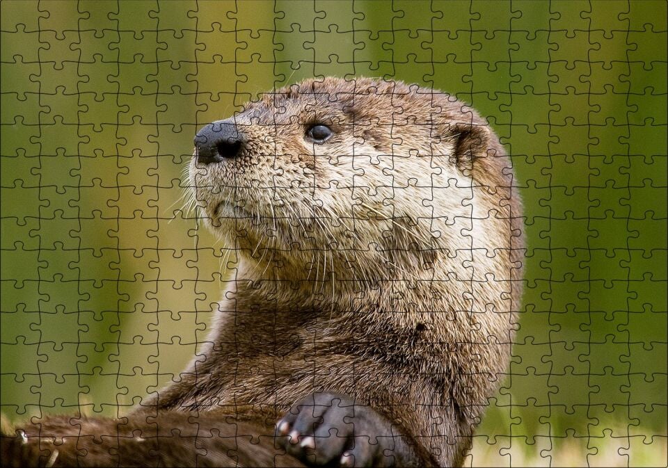 Su Samuru Yakın Plan Puzzle Yapboz MDF Ahşap 255 Parça 34 cm X 49 cm