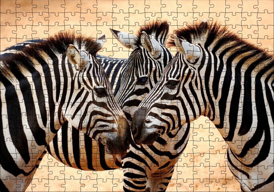Savanada Üç Kafadar Zebra Yakın Plan Puzzle Yapboz MDF Ahşap 255 Parça 34 cm X 49 cm