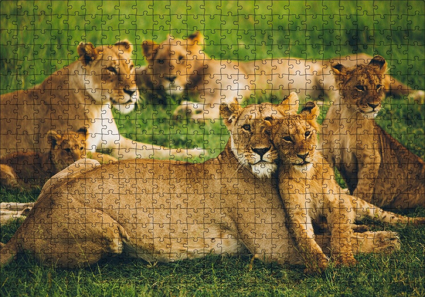 Çayırda Dişi Aslanlar ve Yavruları Puzzle Yapboz MDF Ahşap 500 Parça 49 cm X 68 cm