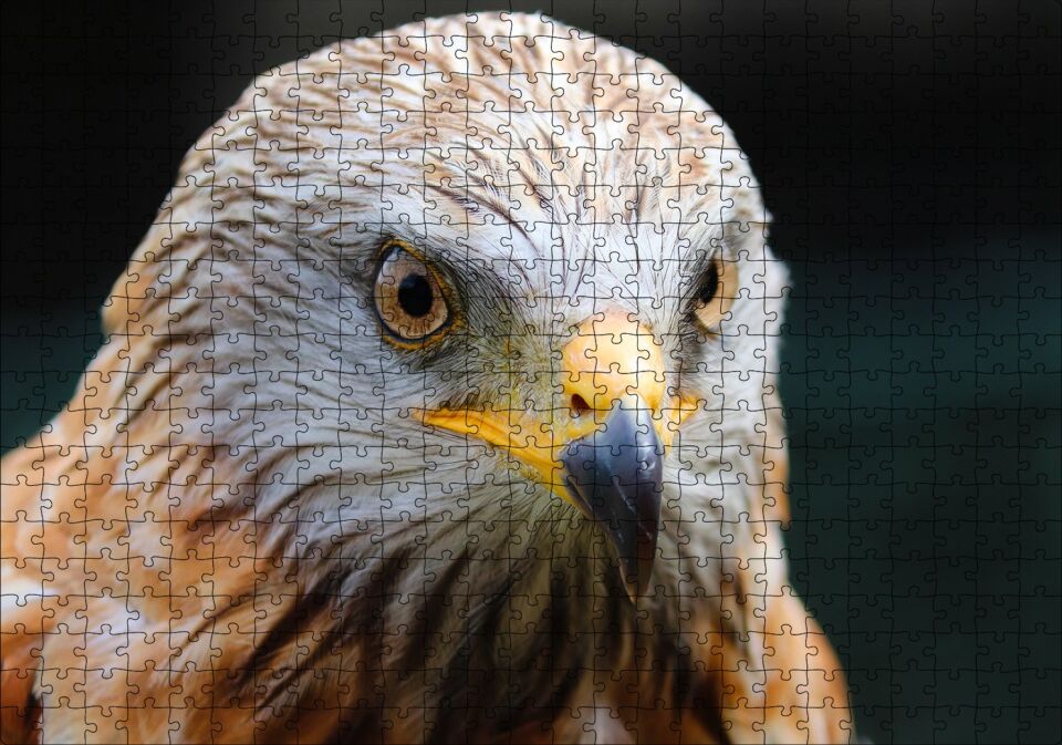 Şahin Yakın Çekim Puzzle Yapboz MDF Ahşap 500 Parça 49 cm X 68 cm
