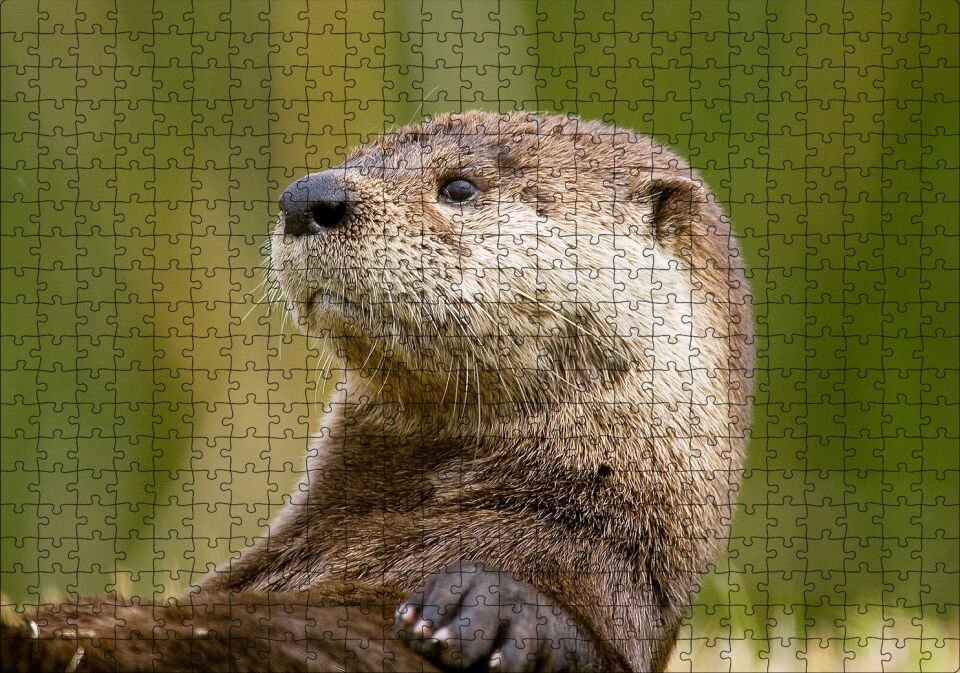 Su Samuru Yakın Plan Puzzle Yapboz MDF Ahşap 500 Parça 49 cm X 68 cm