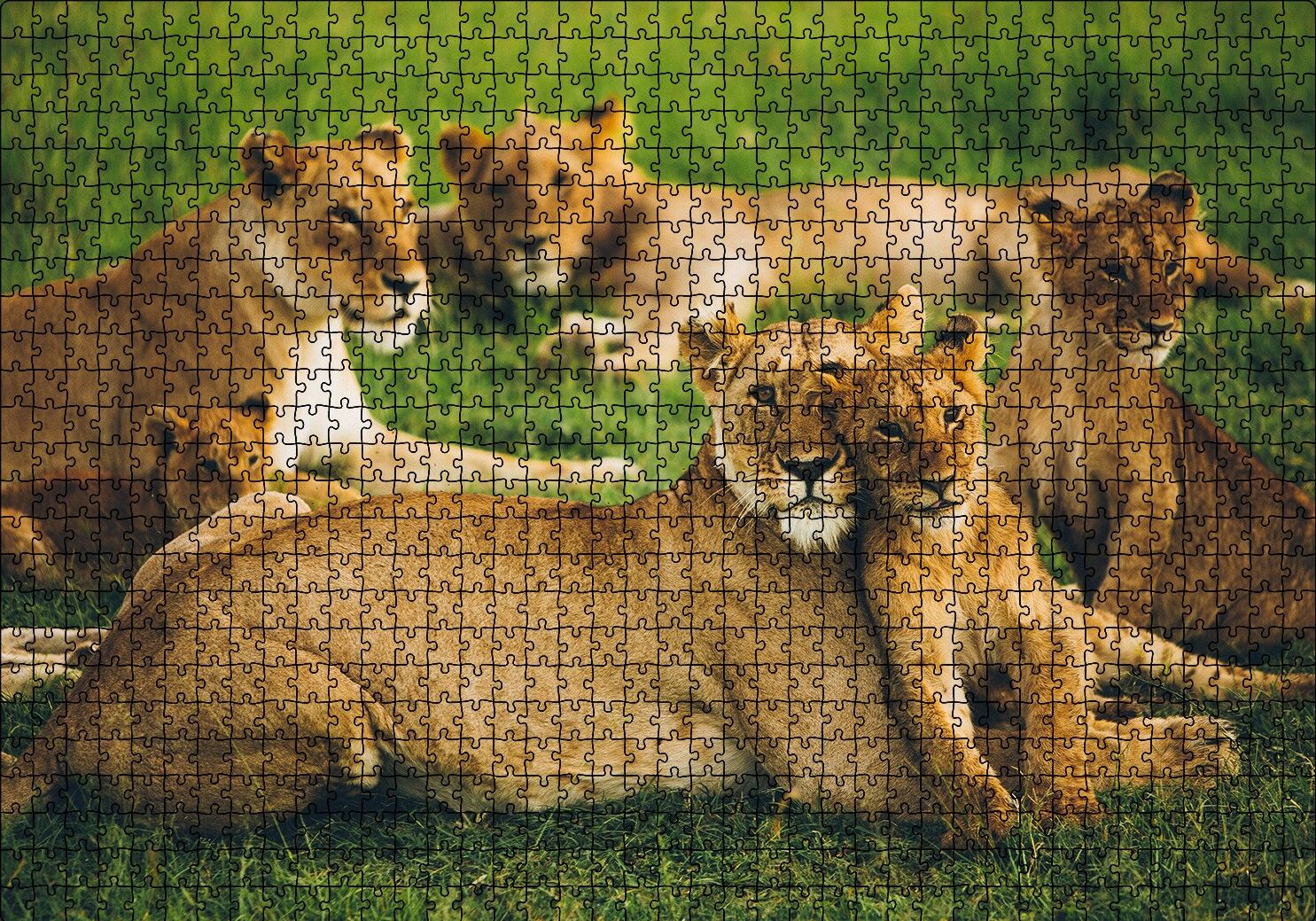 Çayırda Dişi Aslanlar ve Yavruları Puzzle Yapboz MDF Ahşap 1000 Parça 49 cm X 68 cm