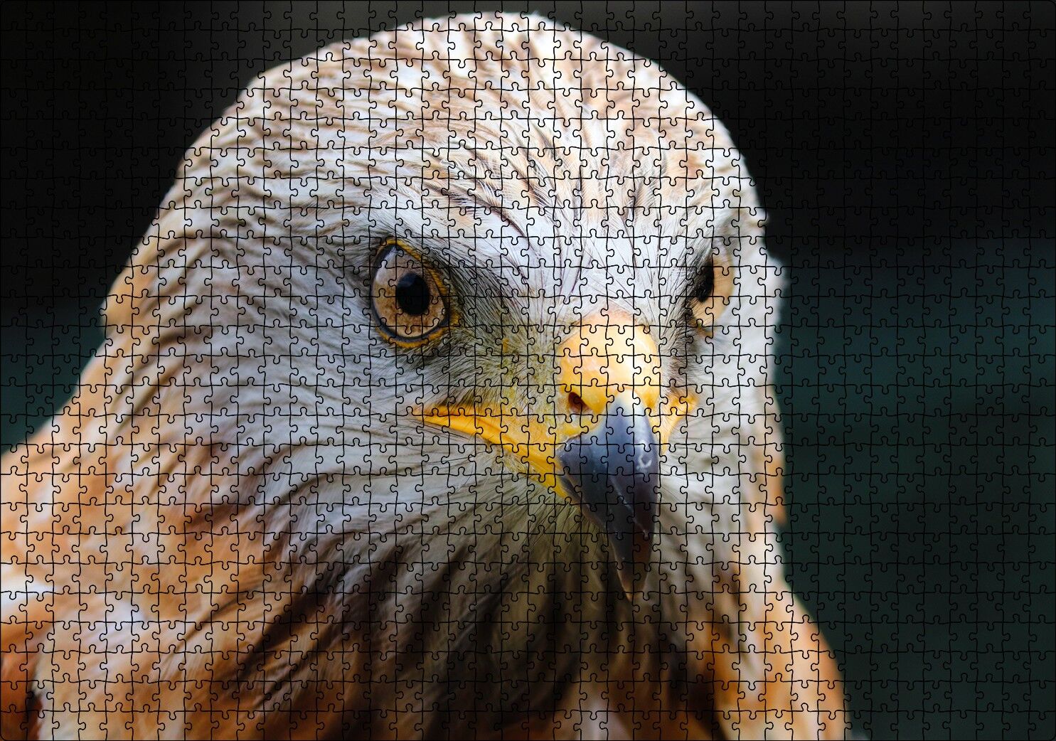 Şahin Yakın Çekim Puzzle Yapboz MDF Ahşap 1000 Parça 49 cm X 68 cm