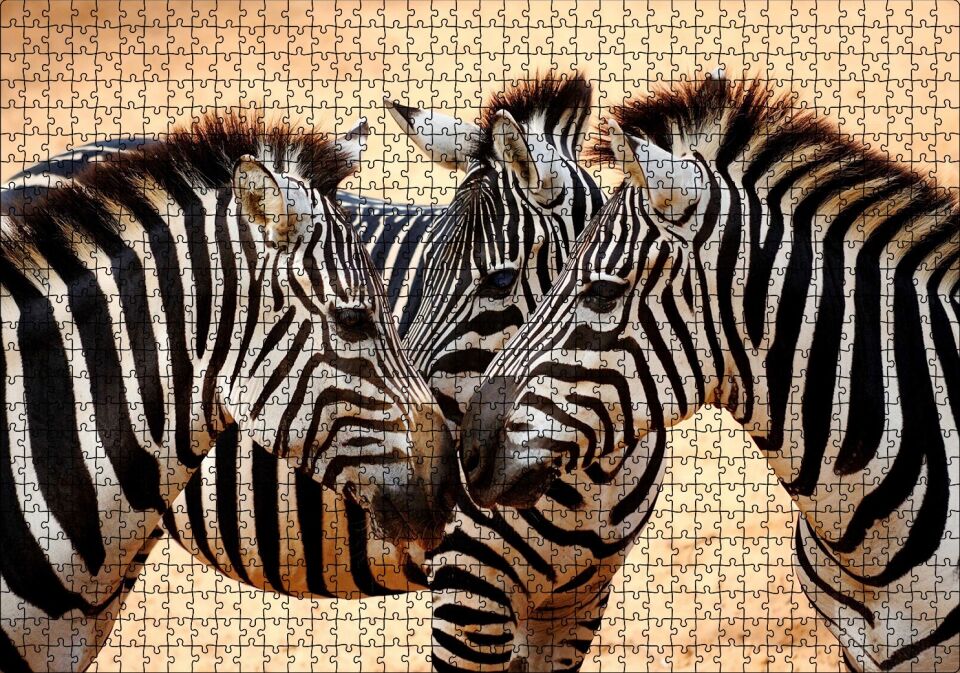 Savanada Üç Kafadar Zebra Yakın Plan Puzzle Yapboz MDF Ahşap 1000 Parça 49 cm X 68 cm