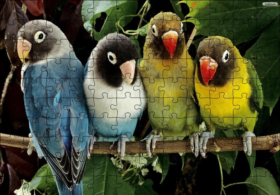 Dalda Sevda Papağanları Puzzle Yapboz MDF Ahşap