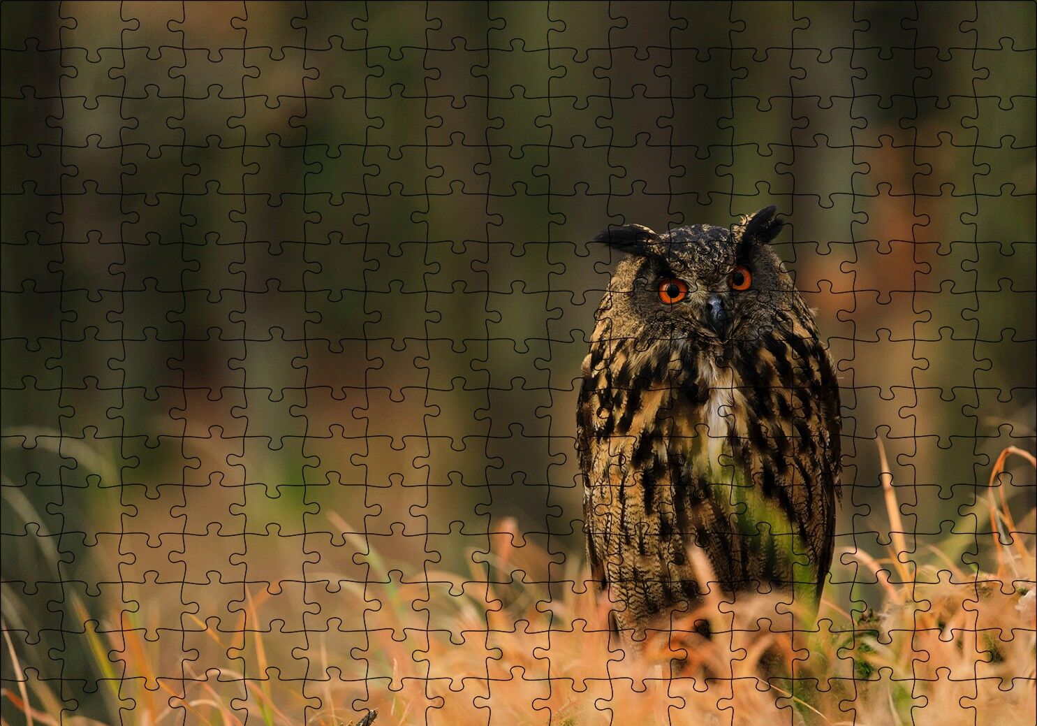 Çayırdaki Kırmızı Gözlü Baykuş Puzzle Yapboz MDF Ahşap 255 Parça 34 cm X 49 cm