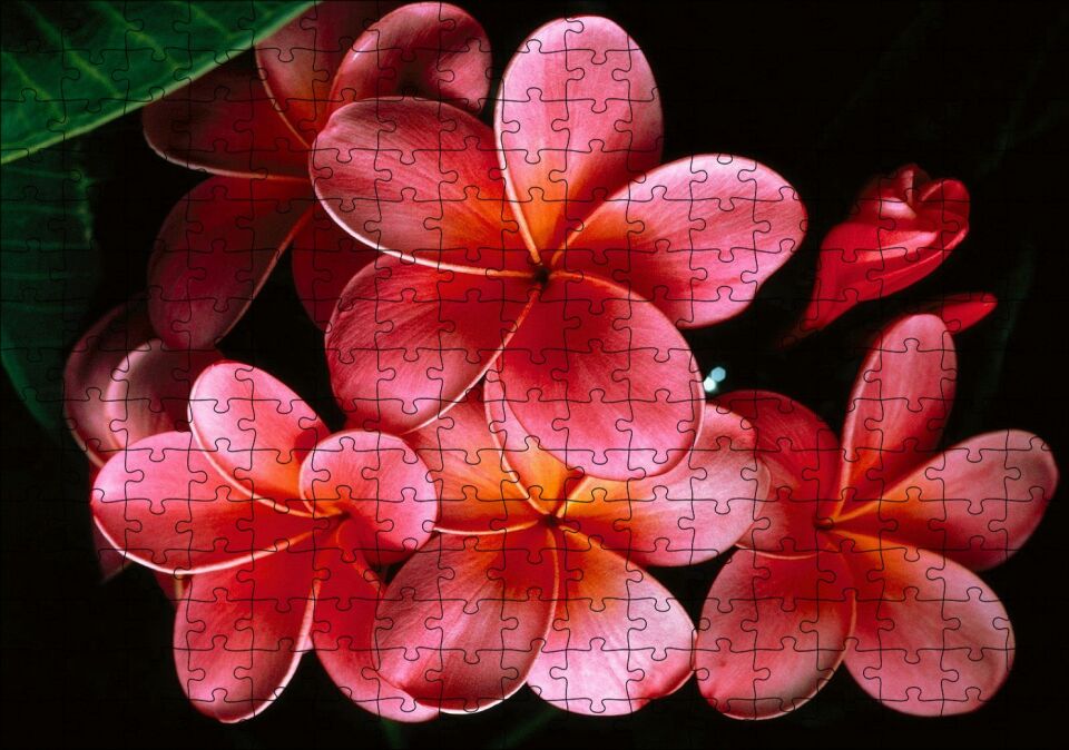 Büyük Kırmızı Yapraklı Plumeria Çiçeği Puzzle Yapboz MDF Ahşap 255 Parça 34 cm X 49 cm