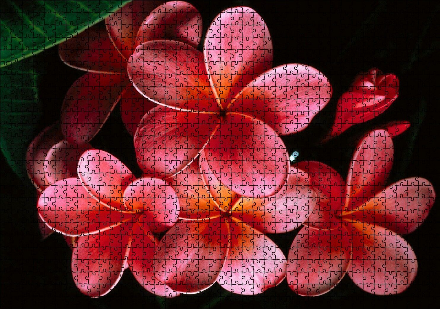 Büyük Kırmızı Yapraklı Plumeria Çiçeği Puzzle Yapboz MDF Ahşap 1000 Parça 49 cm X 68 cm