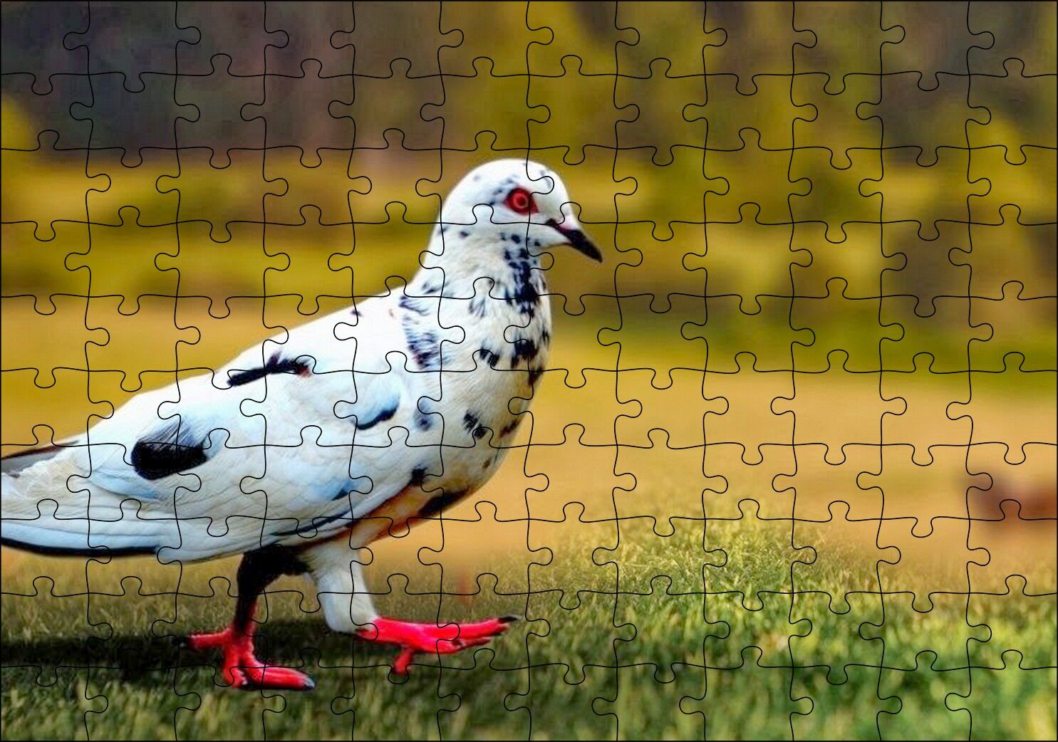 Kırmızı Ayaklı Damalı Beyaz Güvercin Puzzle Yapboz MDF Ahşap