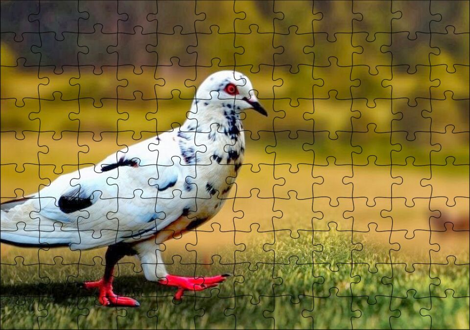 Kırmızı Ayaklı Damalı Beyaz Güvercin Puzzle Yapboz MDF Ahşap