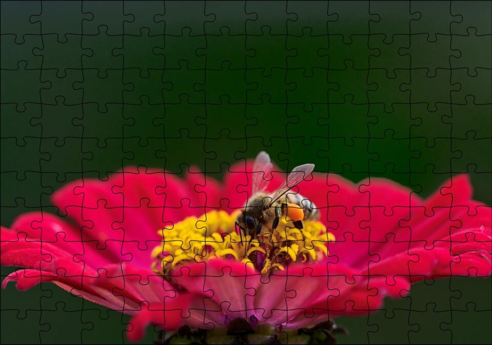 Kırmızı Çiçekten Polen Toplayan Balarısı Puzzle Yapboz MDF Ahşap