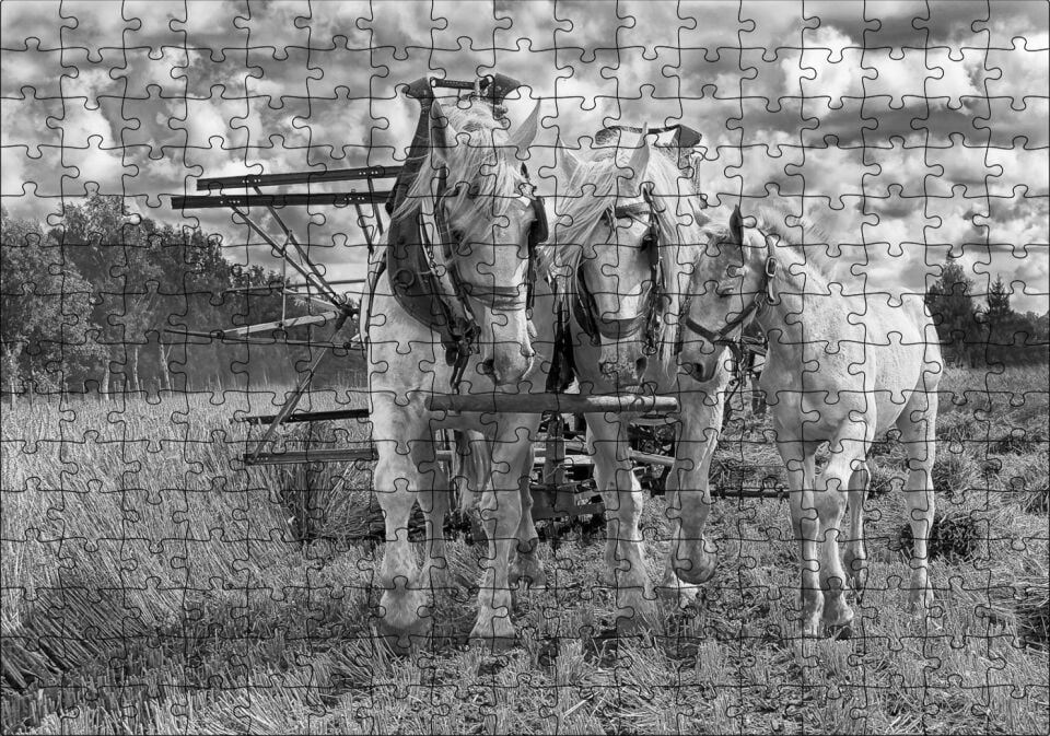 Hasat Yapan İki At ve Yanlarındaki Tay Monokrom Puzzle Yapboz MDF Ahşap 255 Parça 34 cm X 49 cm