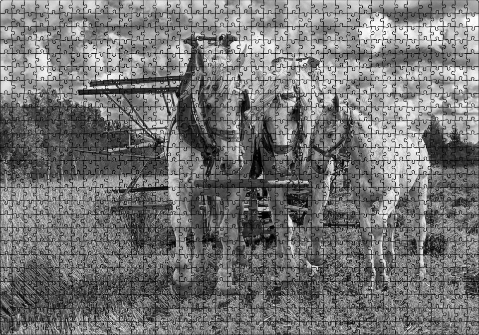 Hasat Yapan İki At ve Yanlarındaki Tay Monokrom Puzzle Yapboz MDF Ahşap 1000 Parça 49 cm X 68 cm