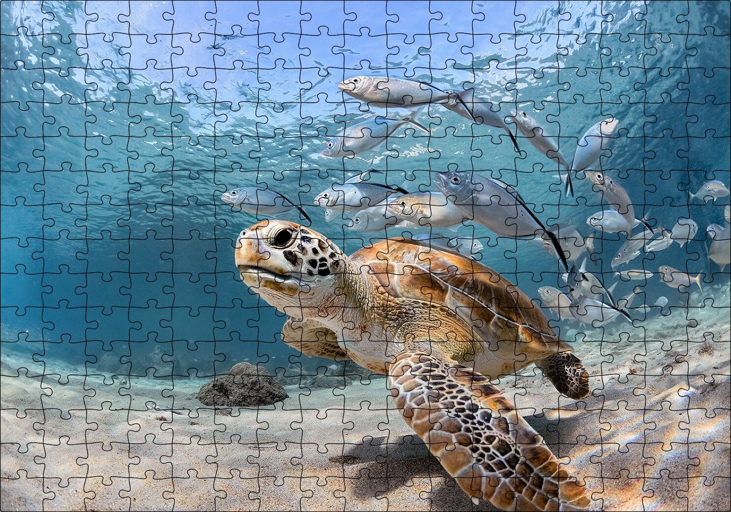 Sevimli Caretta ve Ton Balıkları Puzzle Yapboz MDF Ahşap 255 Parça 34 cm X 49 cm