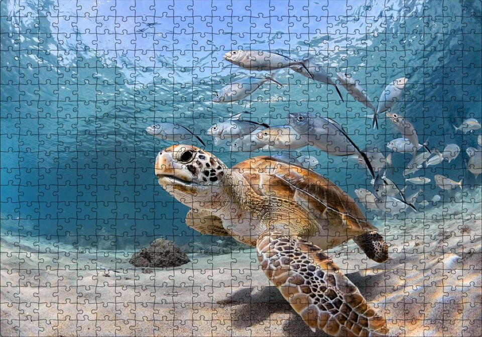 Sevimli Caretta ve Ton Balıkları Puzzle Yapboz MDF Ahşap 500 Parça 49 cm X 68 cm