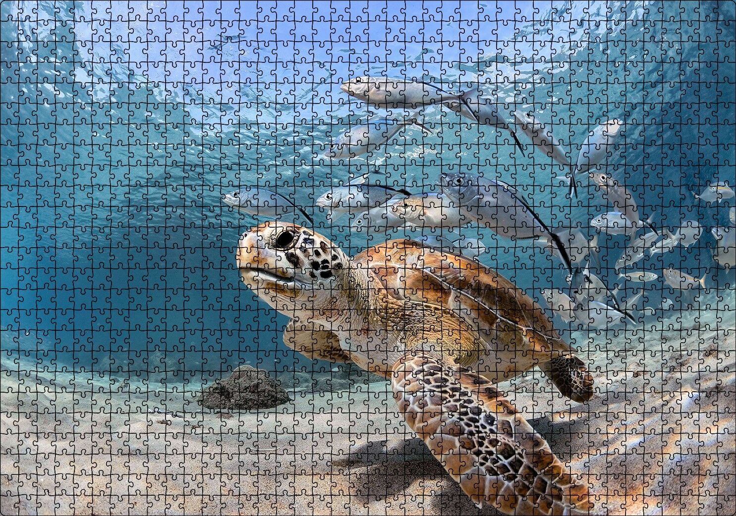 Sevimli Caretta ve Ton Balıkları Puzzle Yapboz MDF Ahşap 1000 Parça 49 cm X 68 cm