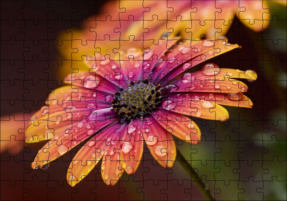 Kasımpatı ve Yağmur Damlaları Yakın Plan Puzzle Yapboz MDF Ahşap 120 Parça 24 cm X 34 cm