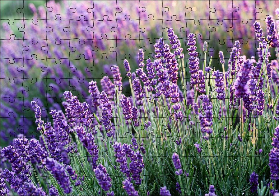 Lavanta Tarlası Yakın Çekim Detay Puzzle Yapboz MDF Ahşap