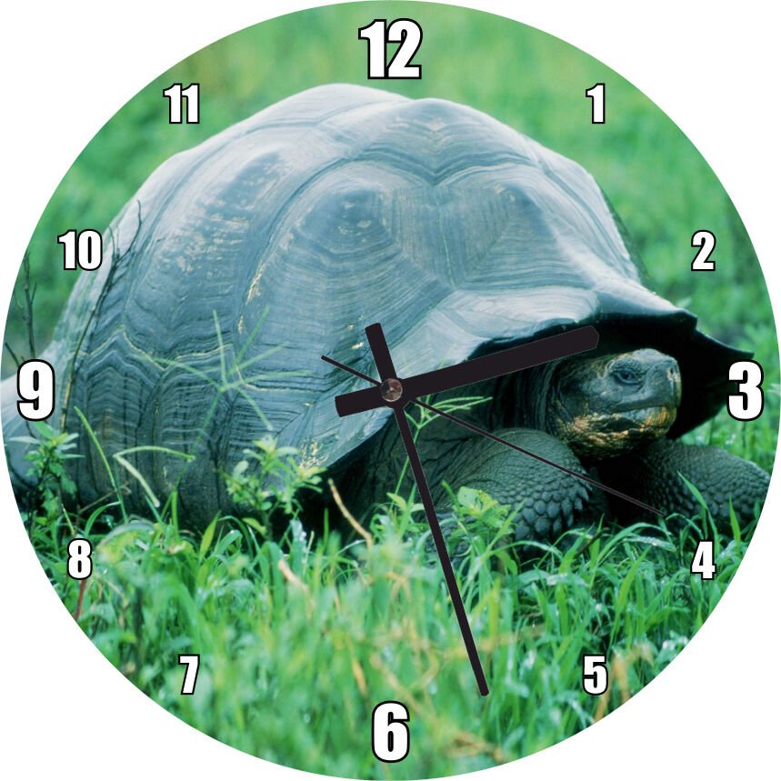 Yeşil Çayırdaki Kaplumbağa Görseli Mdf Ahşap Duvar Saati