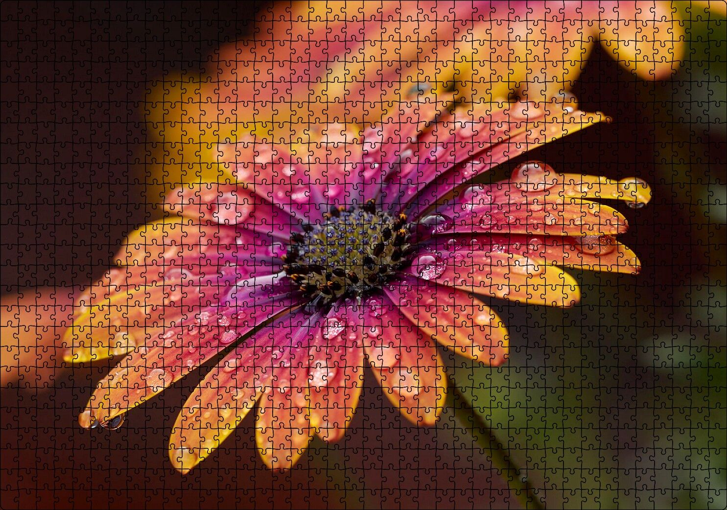 Kasımpatı ve Yağmur Damlaları Yakın Plan Puzzle Yapboz MDF Ahşap 1000 Parça 49 cm X 68 cm