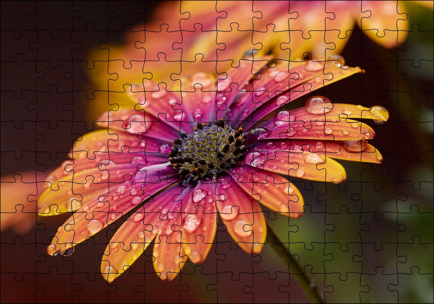 Kasımpatı ve Yağmur Damlaları Yakın Plan Puzzle Yapboz MDF Ahşap
