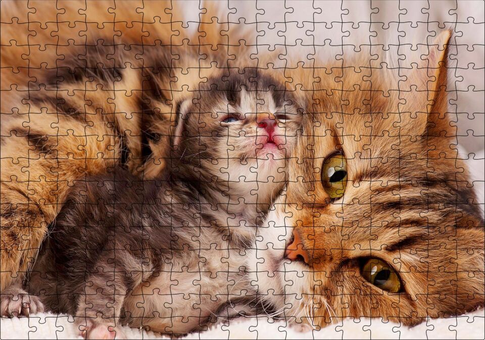 Sevimli Tekir ve Minicik Yavrusu Yakın Çekim Puzzle Yapboz MDF Ahşap 255 Parça 34 cm X 49 cm