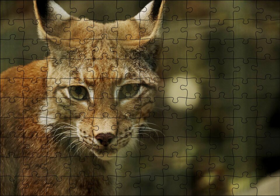 Vaşak Yakın Çekim Flu Arka Plan Puzzle Yapboz MDF Ahşap 120 Parça 24 cm X 34 cm