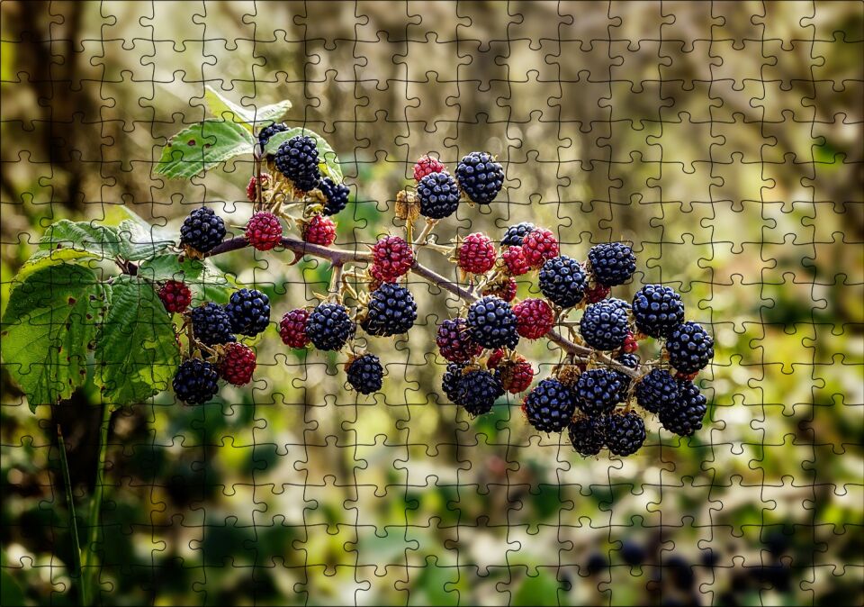 Dalında Böğürtlen ve Ahududular Flu Arka Plan Puzzle Yapboz MDF Ahşap 255 Parça 34 cm X 49 cm