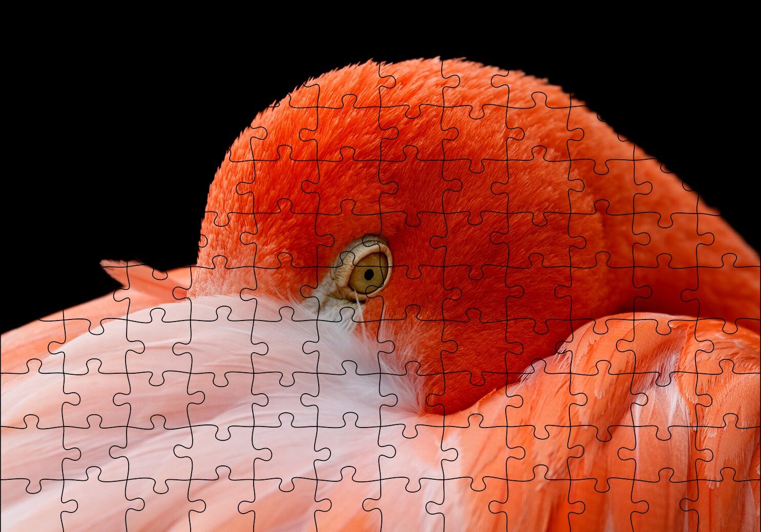 Amerikan Flamingosu Siyah Arka Plan Puzzle Yapboz MDF Ahşap