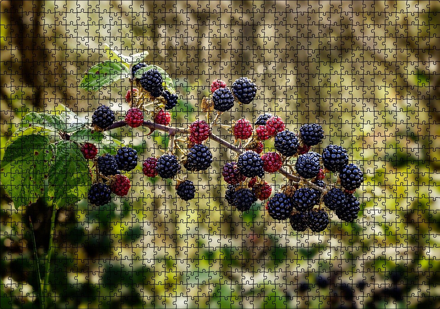 Dalında Böğürtlen ve Ahududular Flu Arka Plan Puzzle Yapboz MDF Ahşap 1000 Parça 49 cm X 68 cm