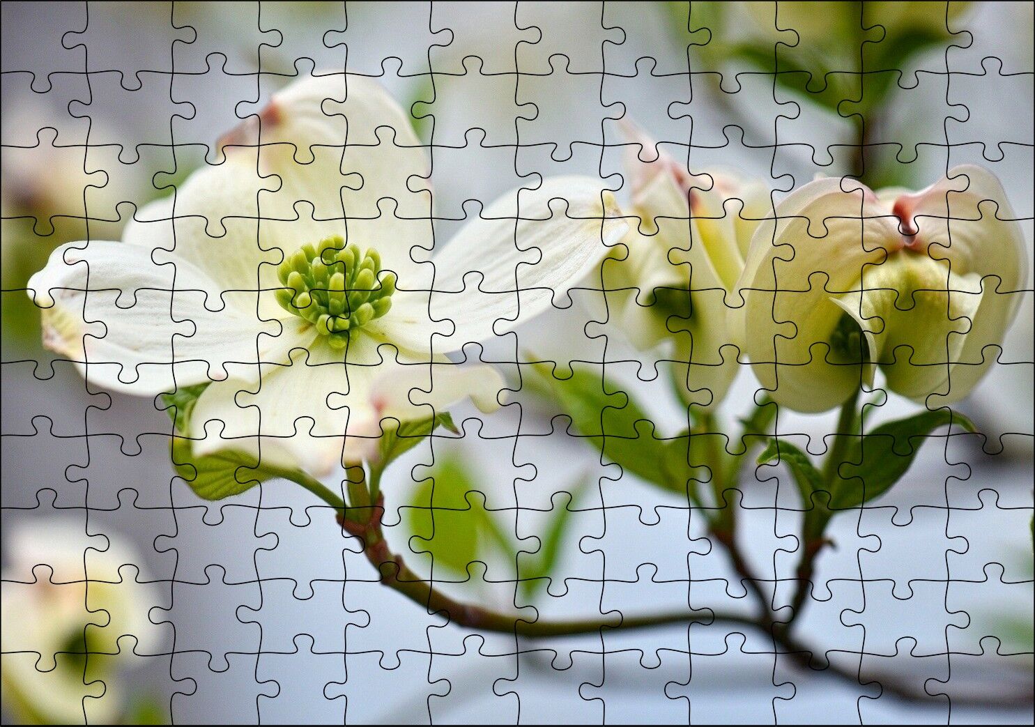 Dallar Beyaz Çiçekler Yeşil Tohumlar Yakın Çekim Puzzle Yapboz MDF Ahşap 120 Parça 24 cm X 34 cm